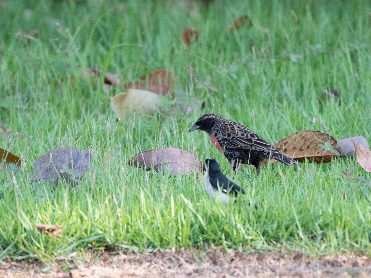 Red-breasted Meadowlark - ML626223237