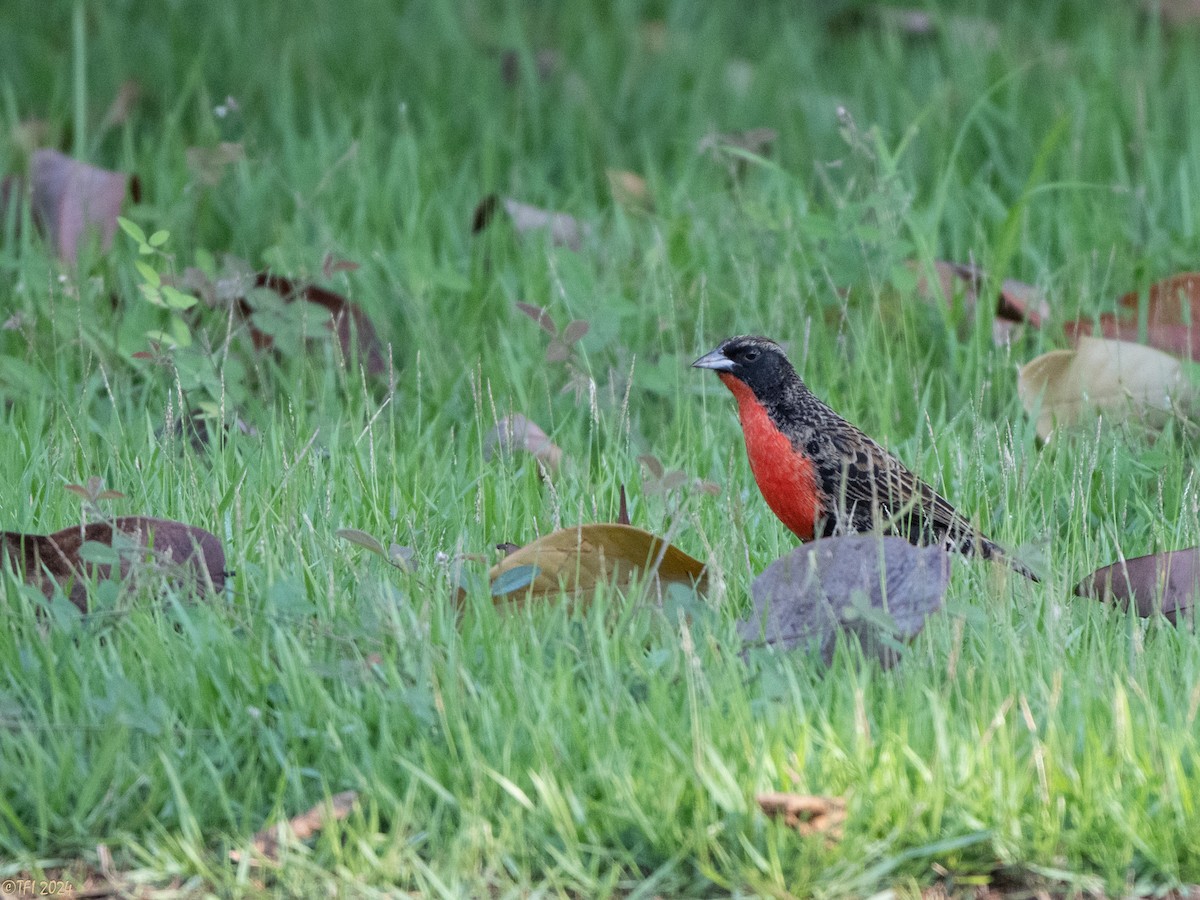 Red-breasted Meadowlark - ML626223240