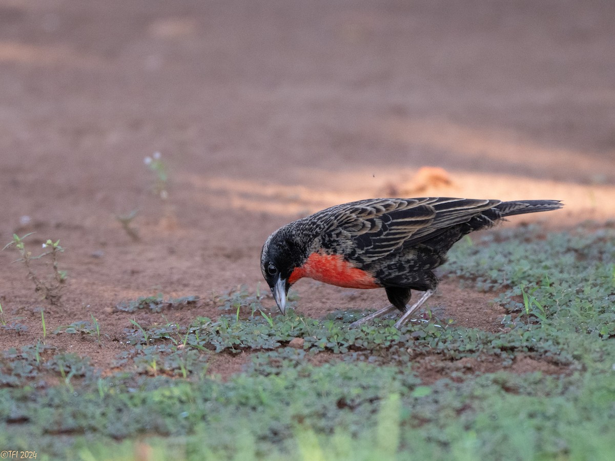 Red-breasted Meadowlark - ML626223245