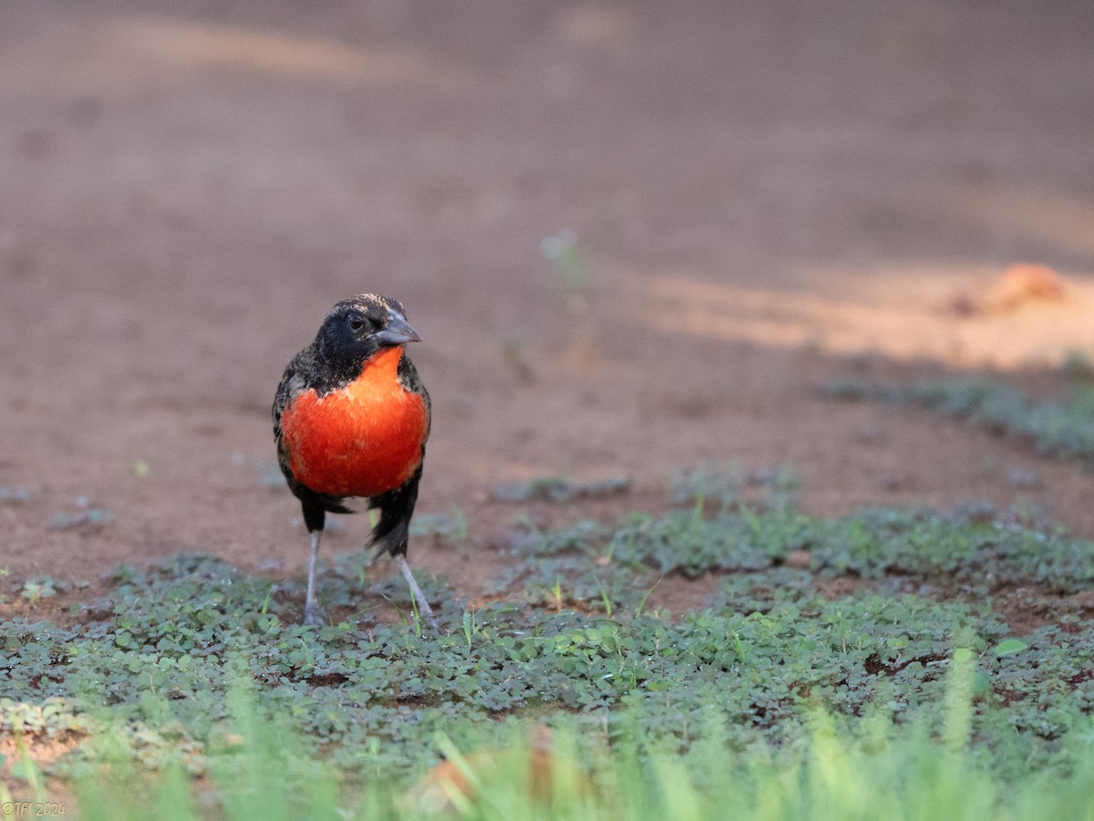 Red-breasted Meadowlark - ML626223248