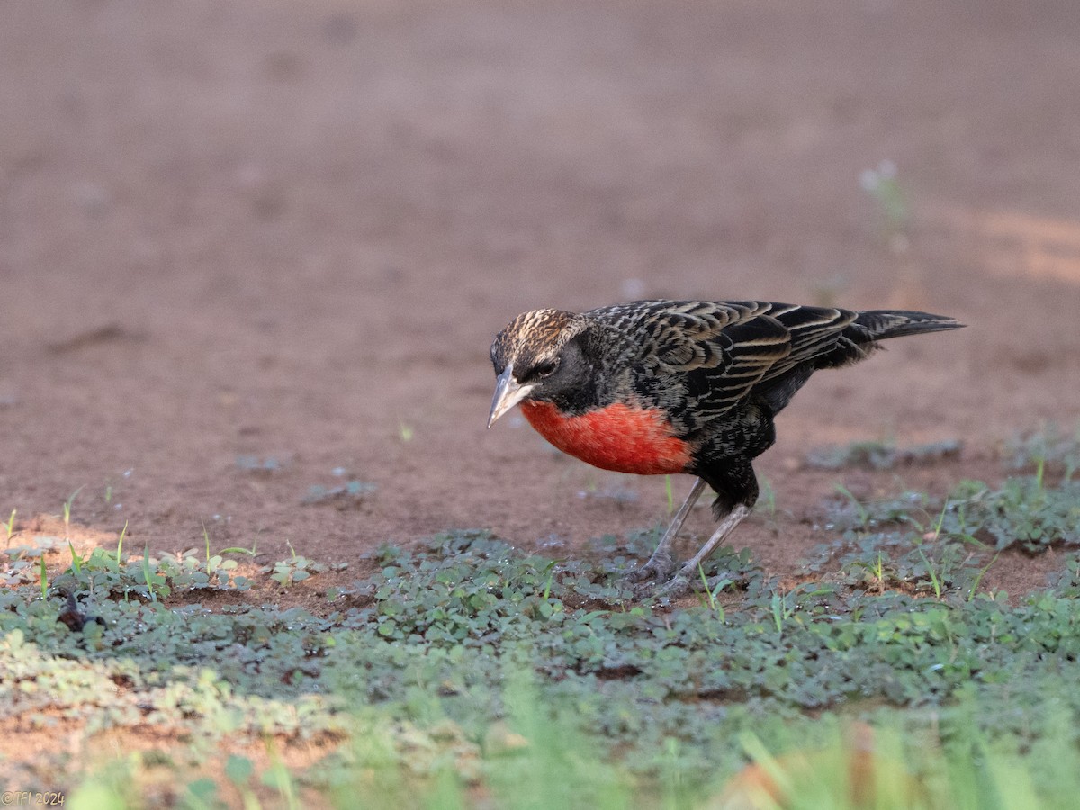 Red-breasted Meadowlark - ML626223252