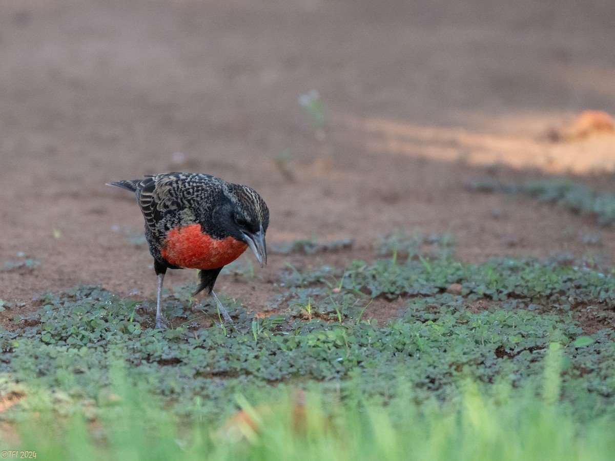 Red-breasted Meadowlark - ML626223254