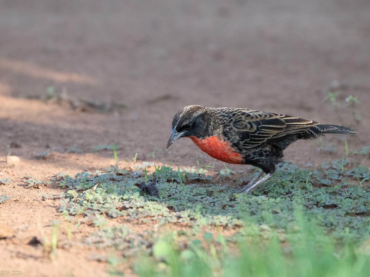 Red-breasted Meadowlark - ML626223257