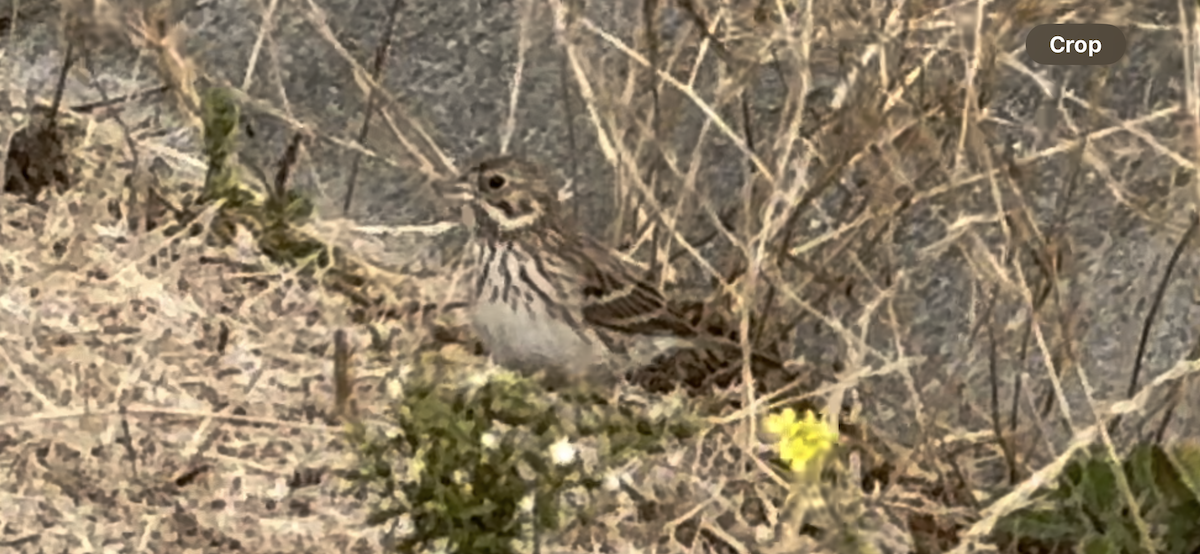Vesper Sparrow - ML626223359