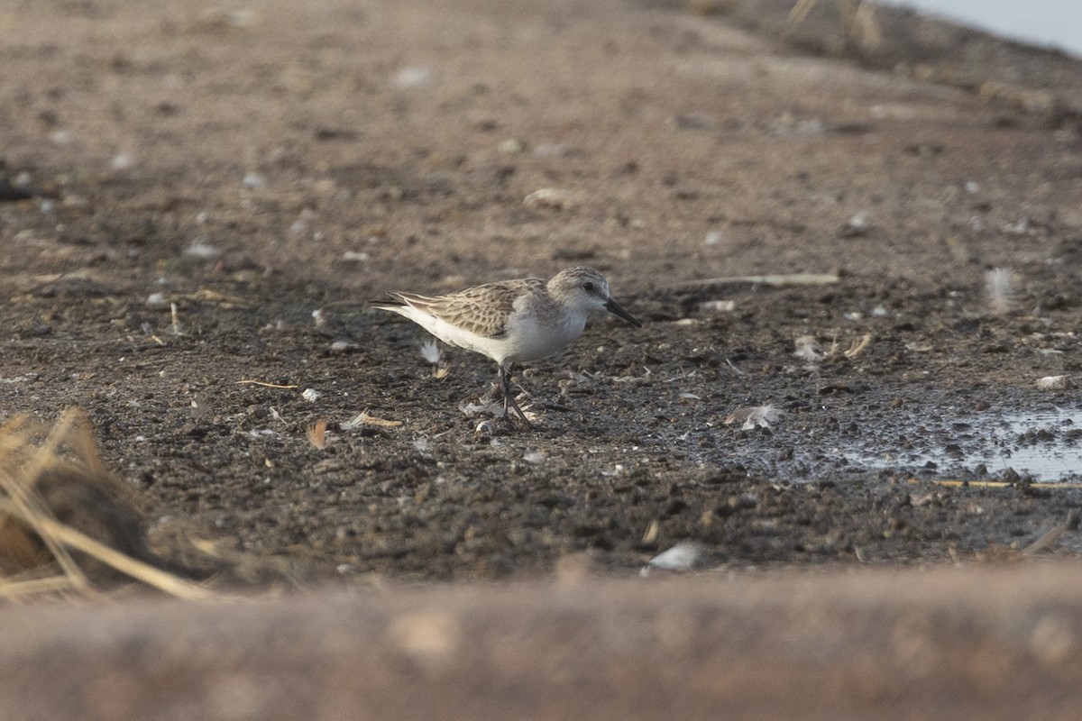 Red-necked Stint - ML626223375