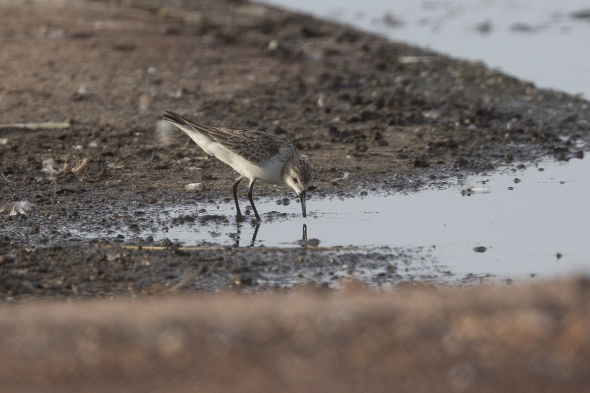 Red-necked Stint - ML626223376