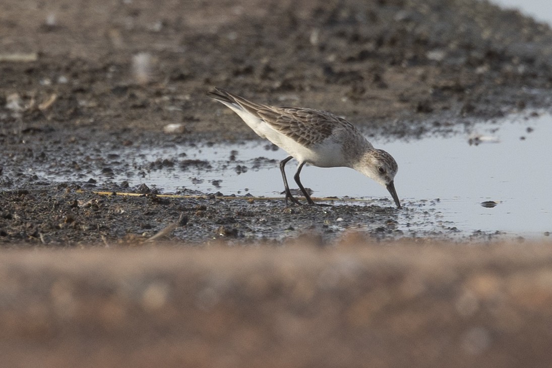Red-necked Stint - ML626223377