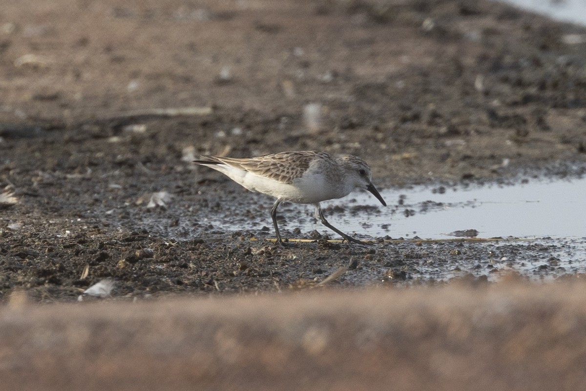 Red-necked Stint - ML626223378