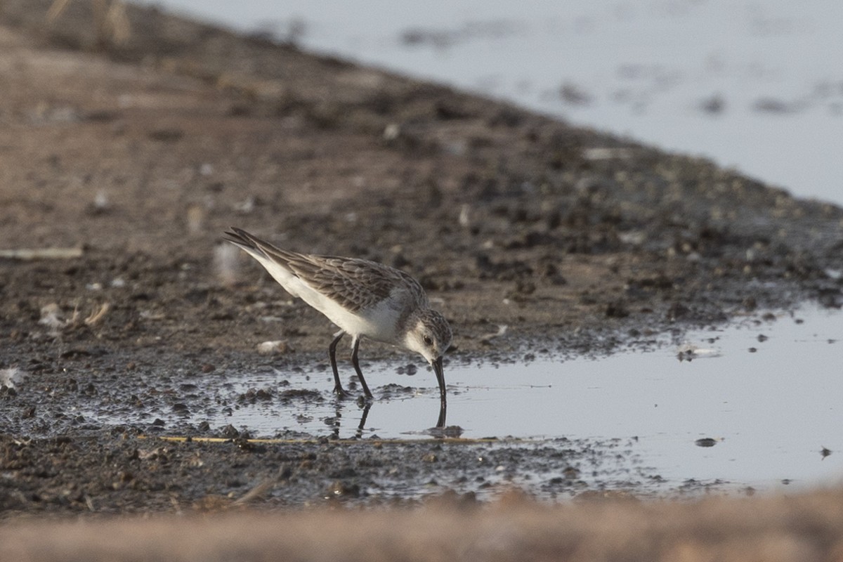 Red-necked Stint - ML626223379