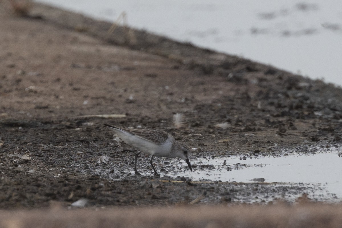 Red-necked Stint - ML626223380