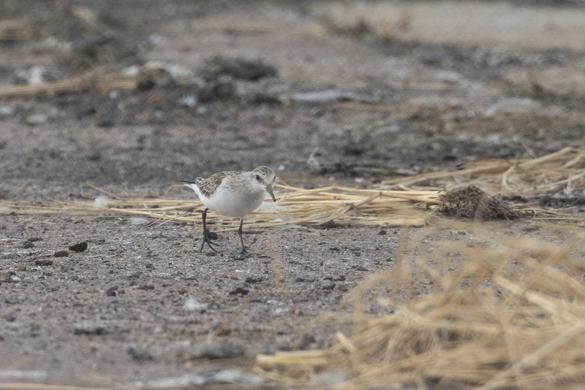 Red-necked Stint - ML626223381
