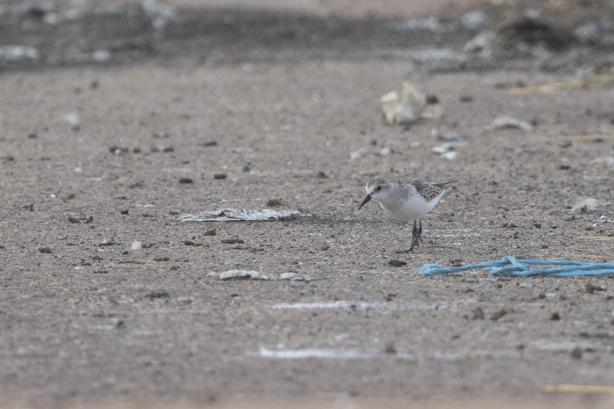 Red-necked Stint - ML626223382
