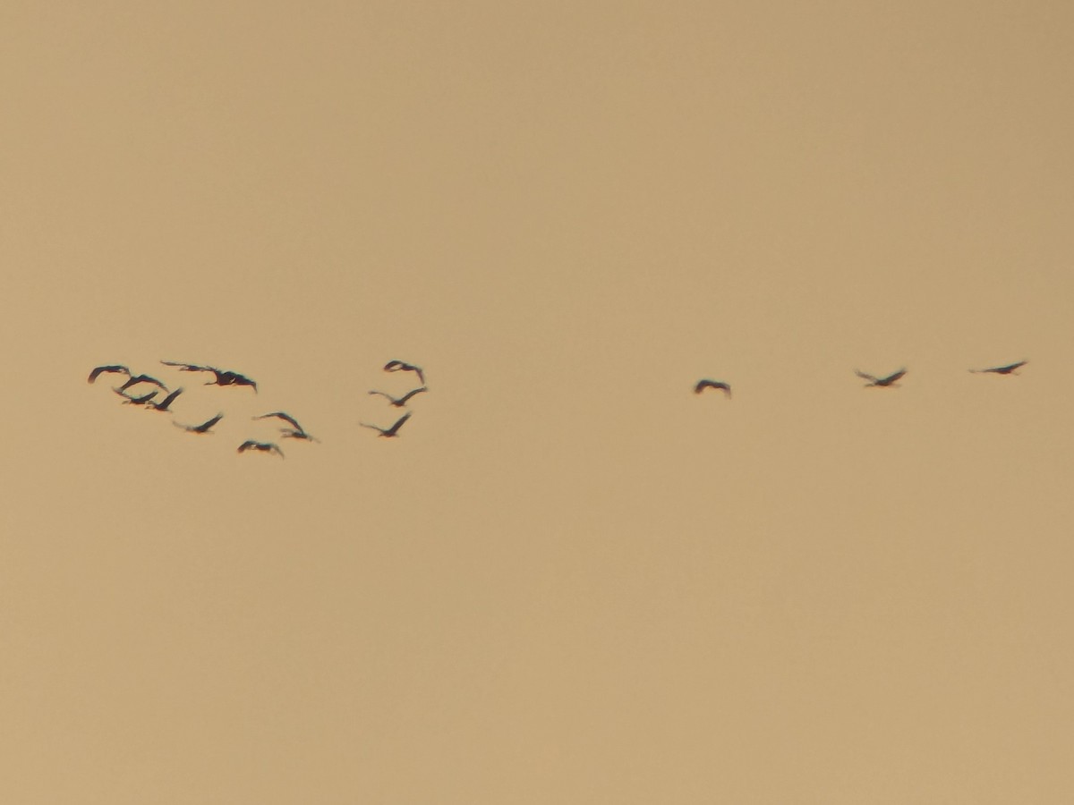 Sandhill Crane - ML626223523