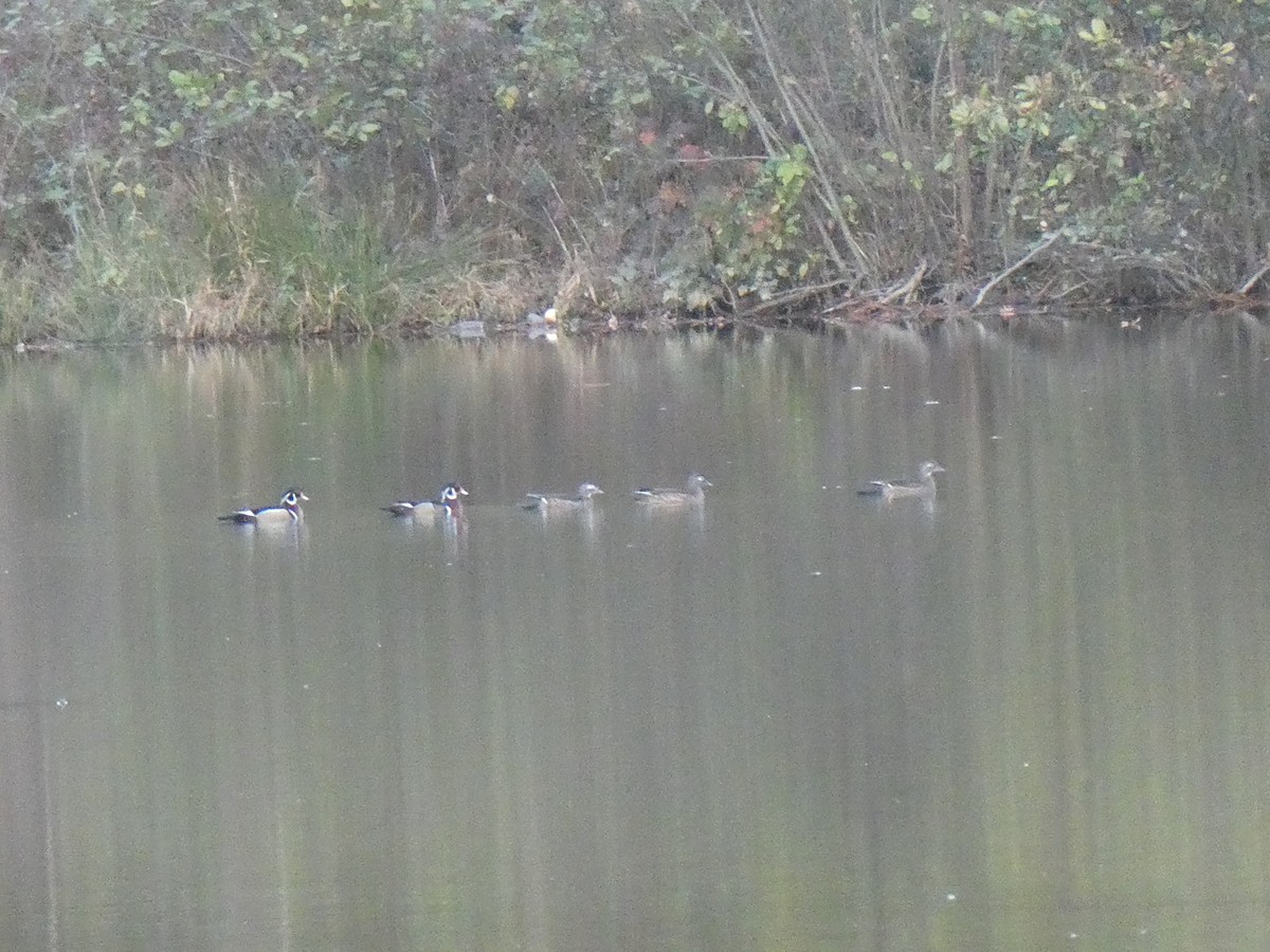 Wood Duck - ML626223673