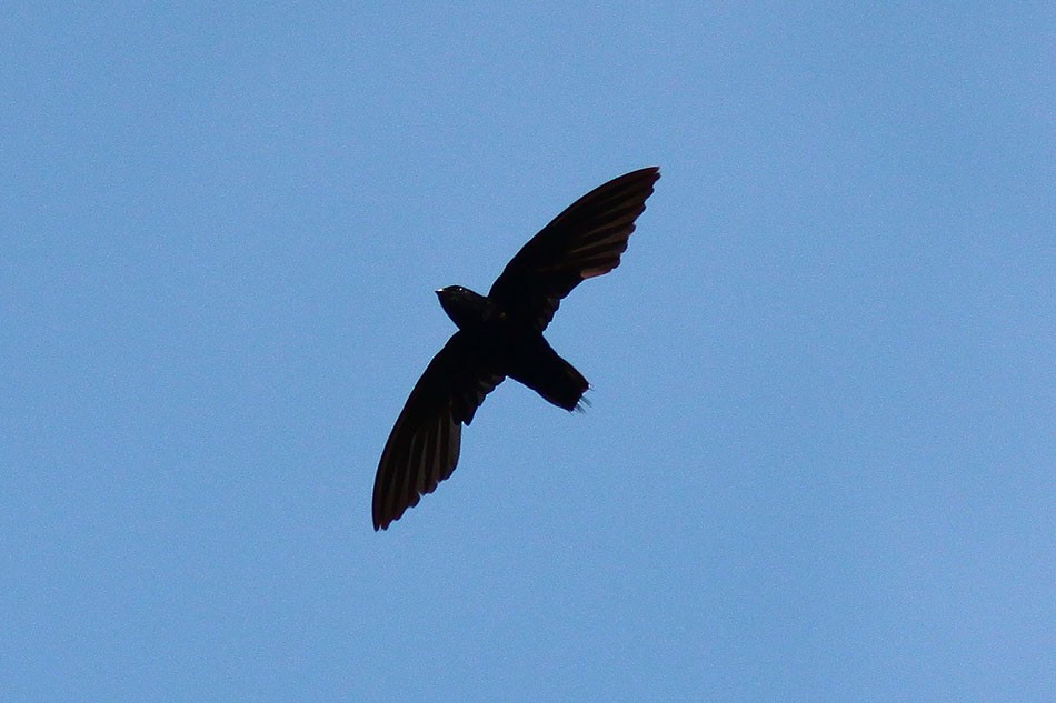 Silver-rumped Spinetail - ML62622371