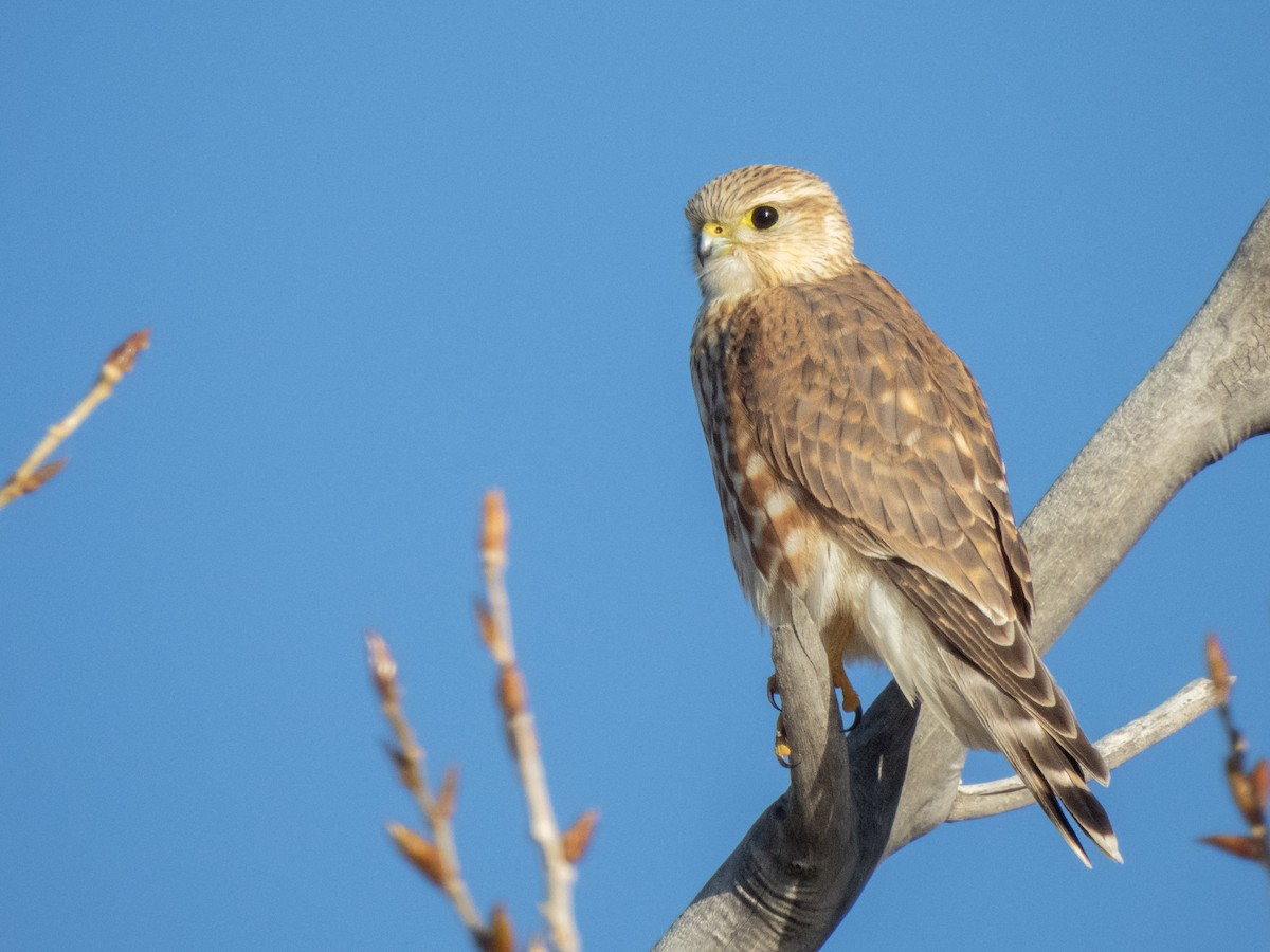 Belatz txikia (richardsonii) - ML626223942