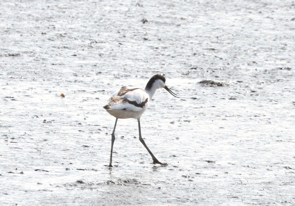 Pied Avocet - ML626224053
