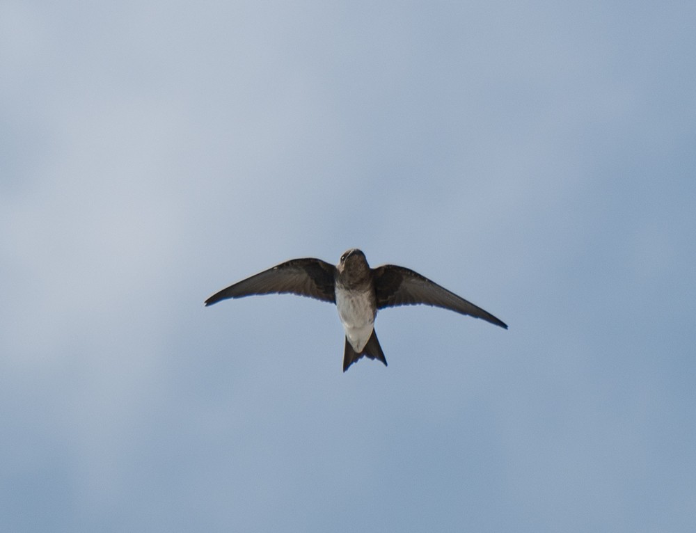 Gray-breasted Martin - ML626224147