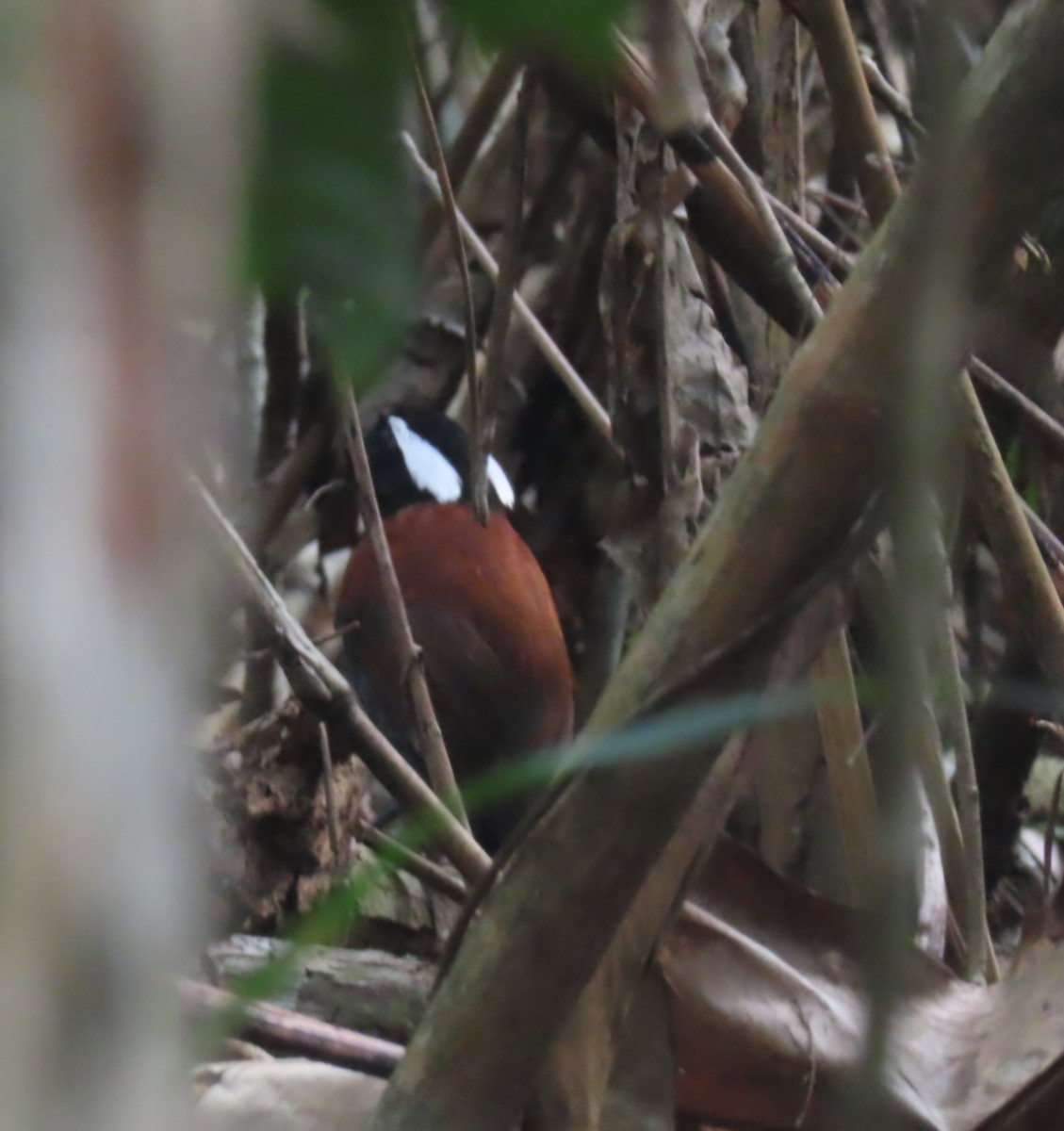 Black-bellied Gnateater - ML626224222