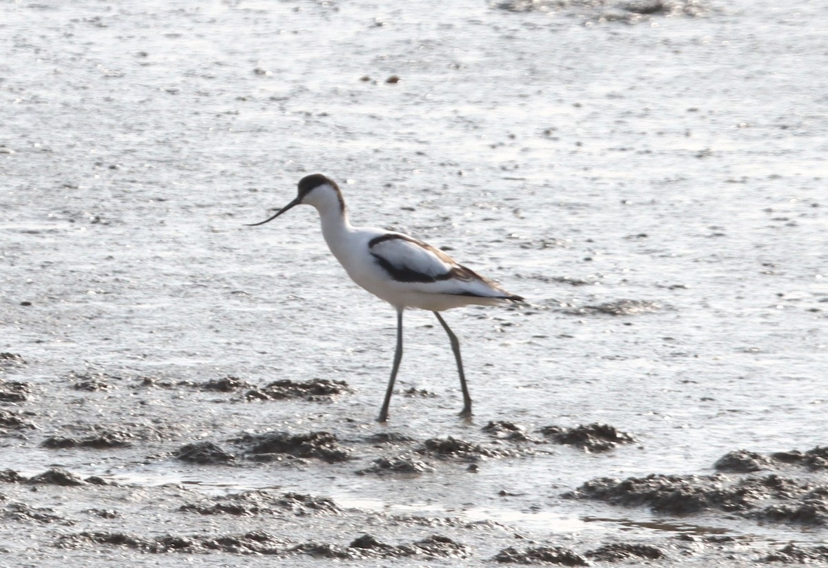 Pied Avocet - ML626224318