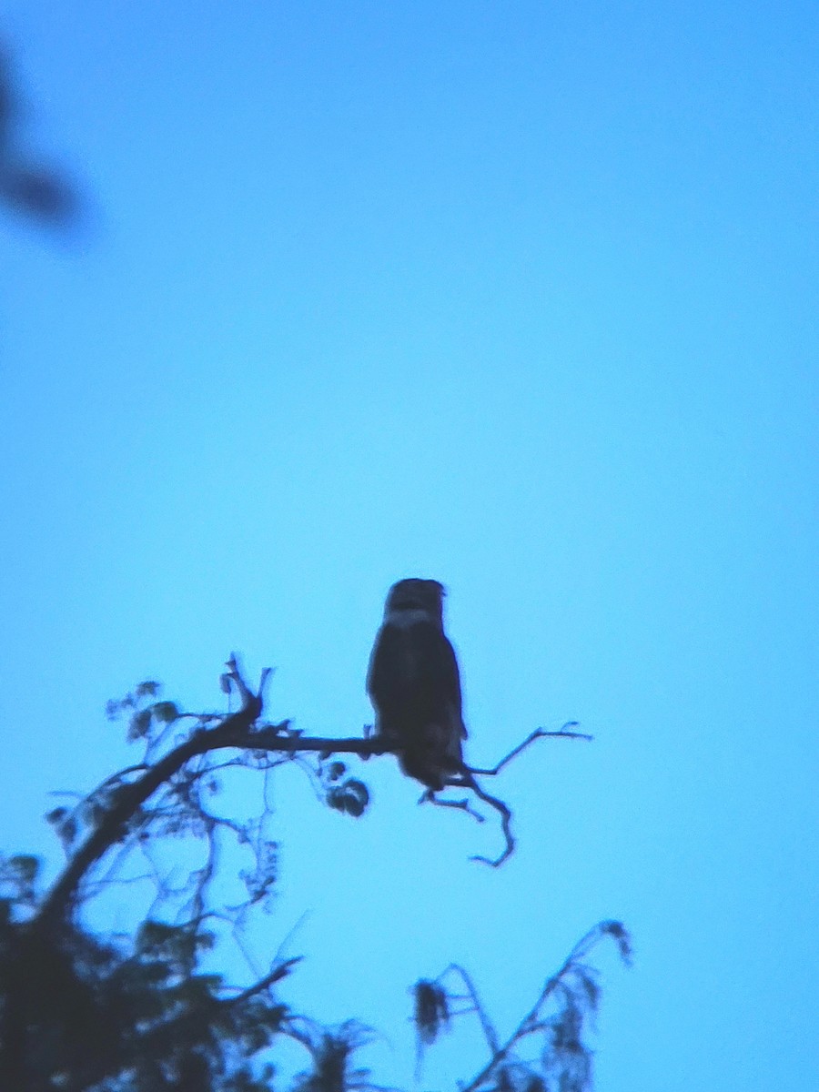 Great Horned Owl - ML626224322