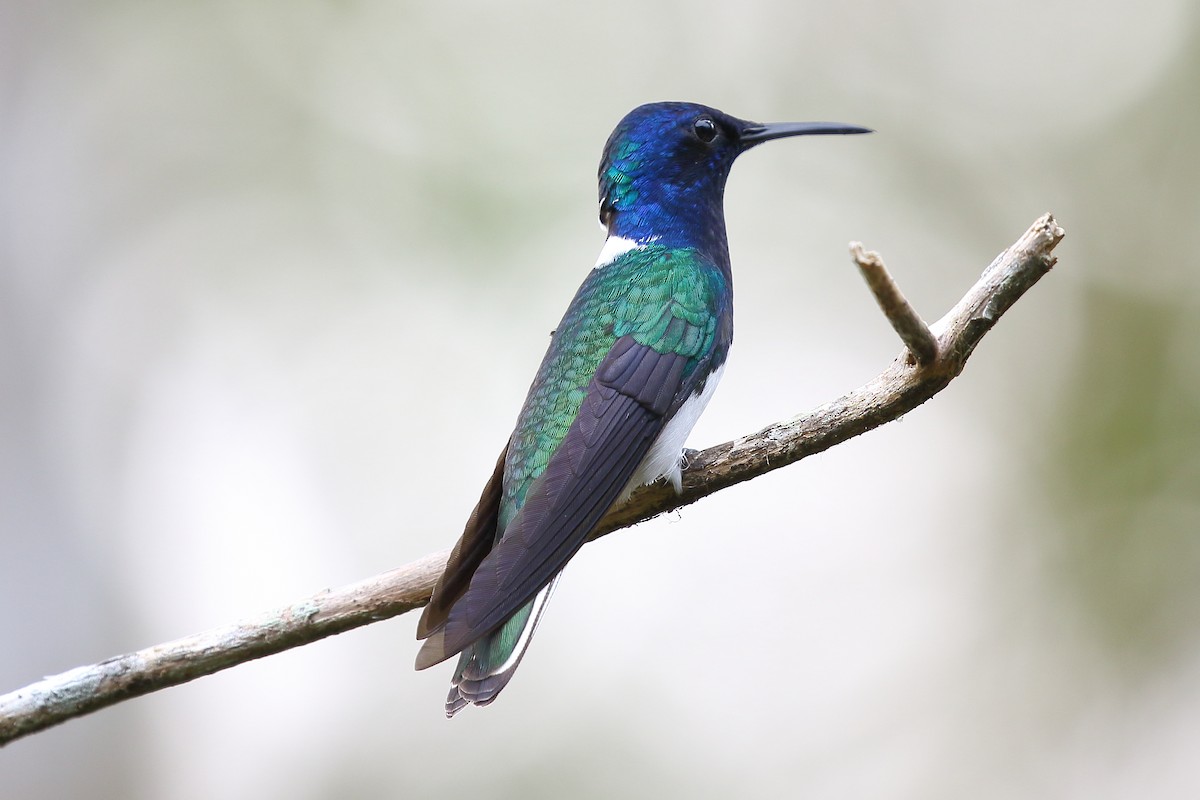 White-necked Jacobin - ML626224360