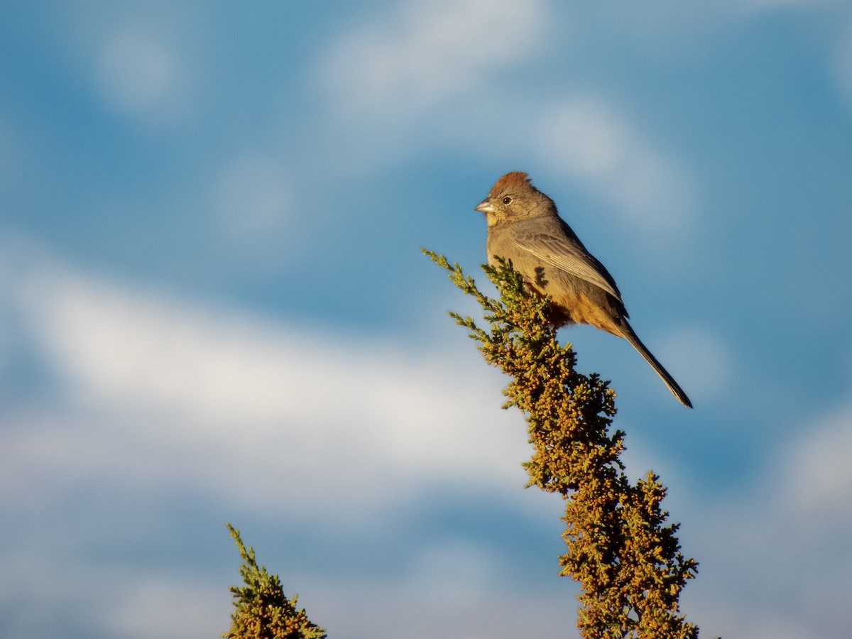 Canyon Towhee - ML626224388