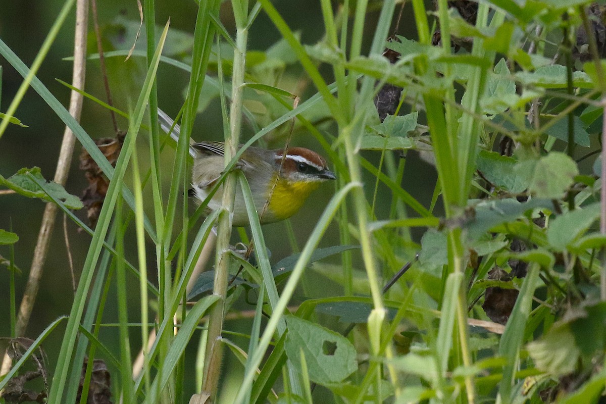 Rufous-capped Warbler (rufifrons Group) - ML626224475