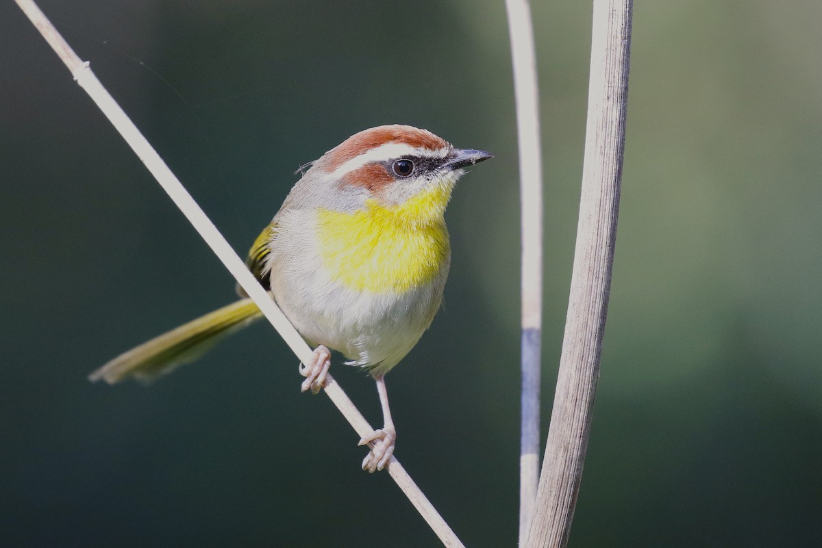 Rufous-capped Warbler (rufifrons Group) - ML626224476