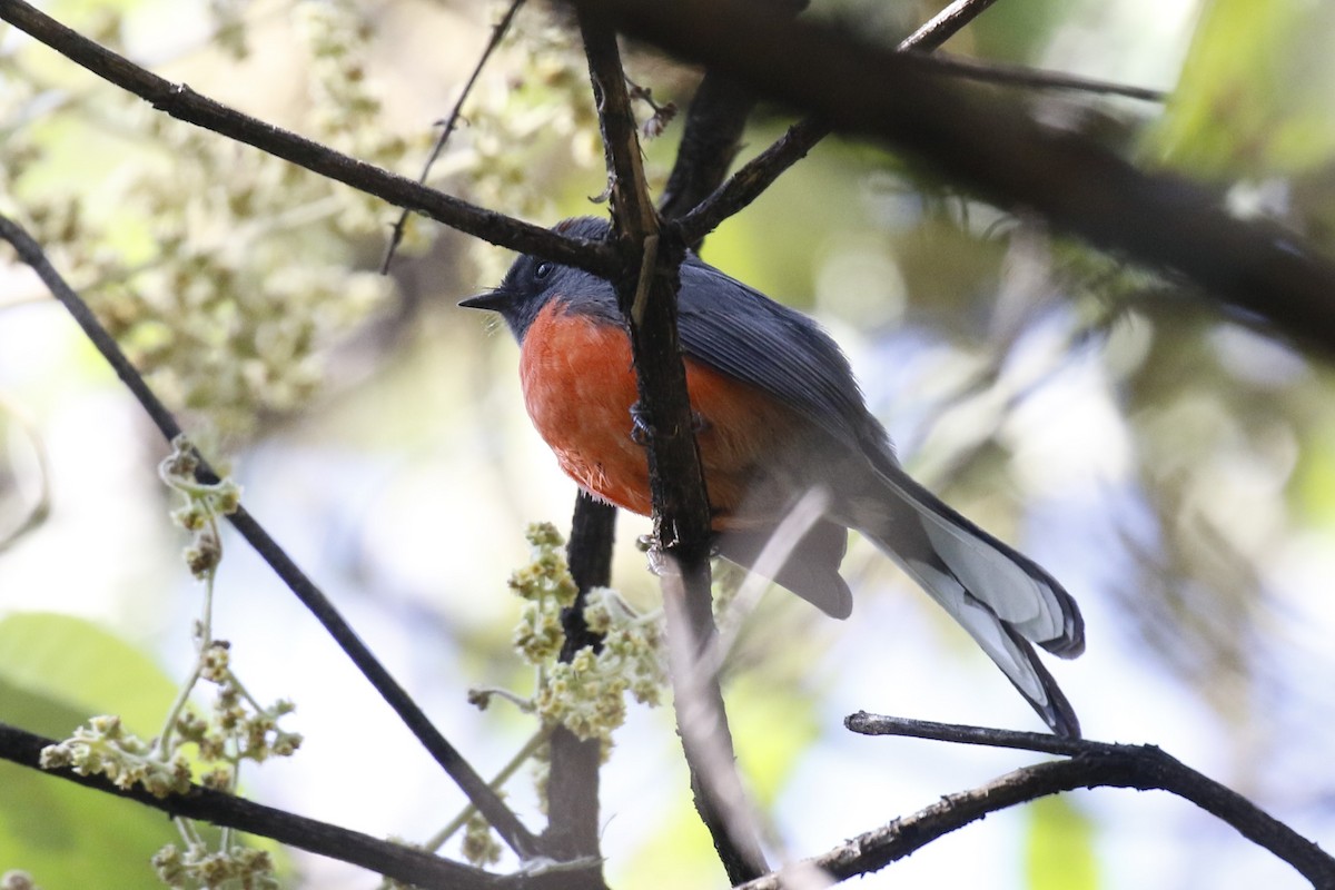 Slate-throated Redstart - ML626224478