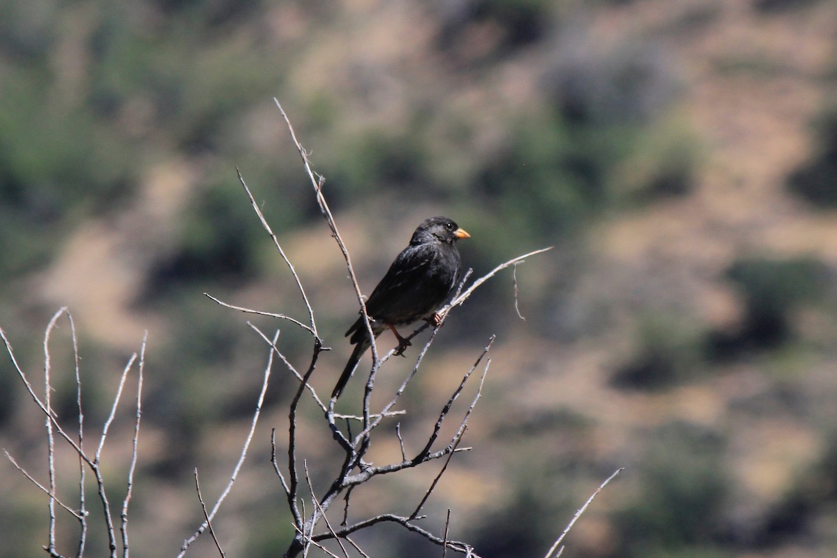 Mourning Sierra Finch - ML626224479