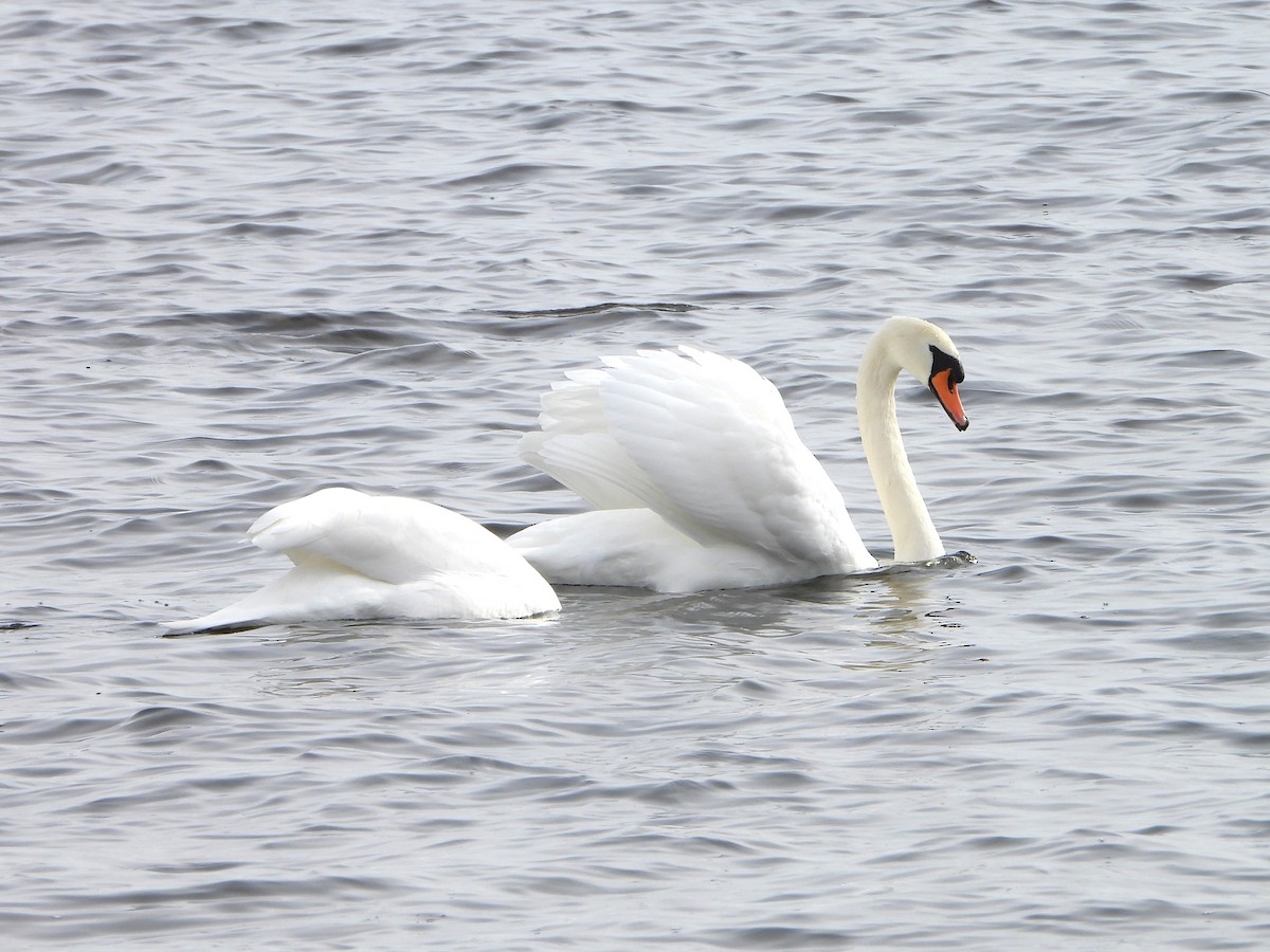 Mute Swan - valerie pelchat