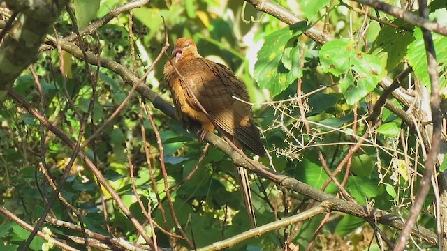 Timor Cuckoo-Dove - ML626224602