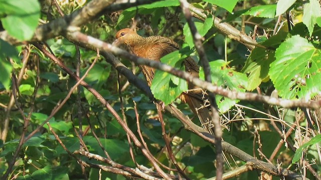Timor Cuckoo-Dove - ML626224650