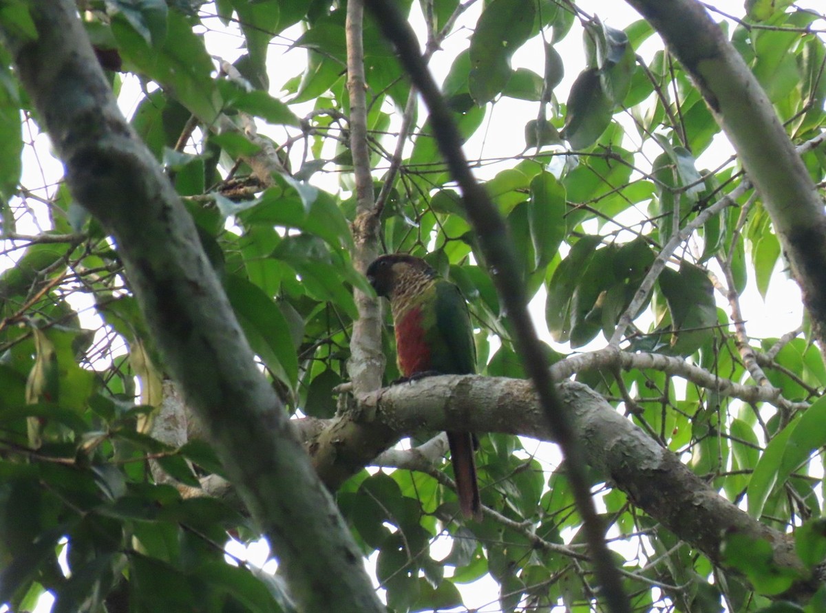 Santarem Parakeet - ML626224824