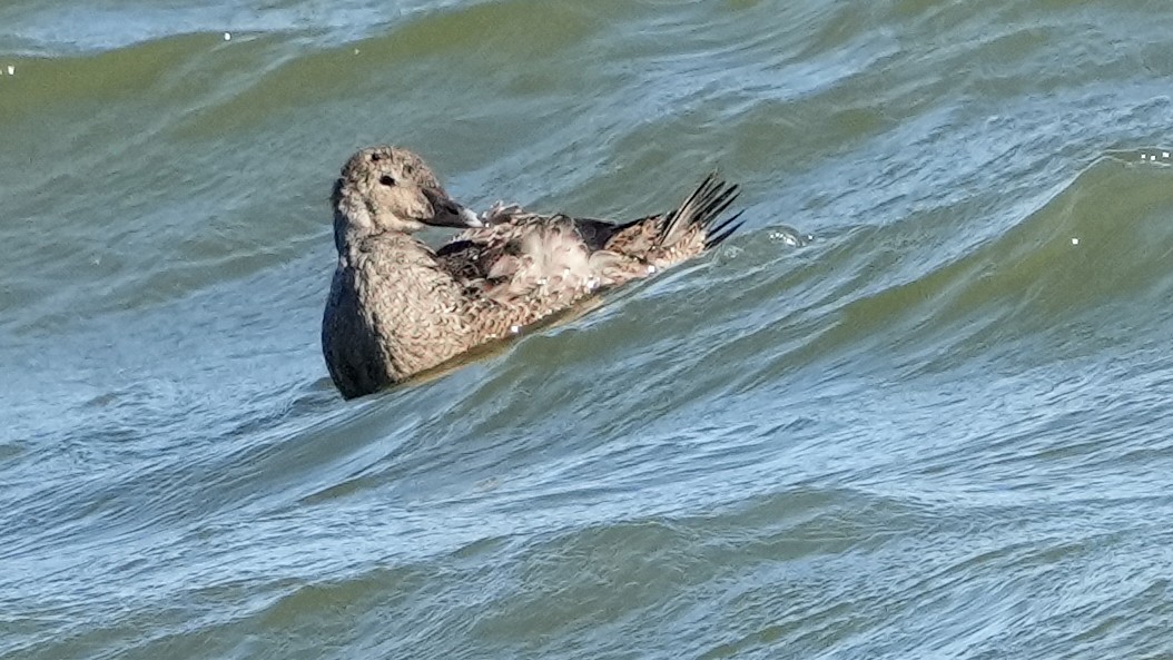 King Eider - ML626224961
