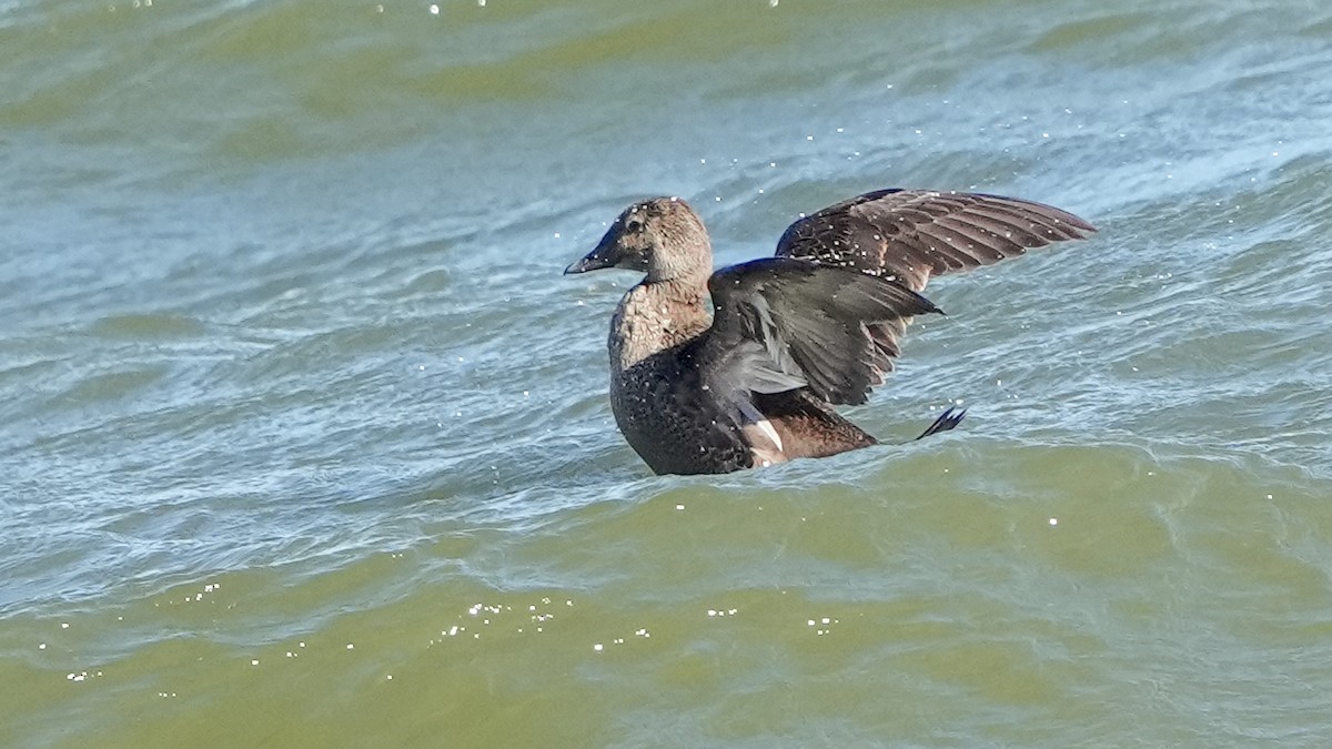 King Eider - ML626224962