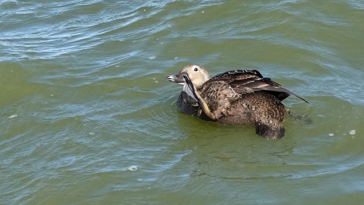 King Eider - ML626224964