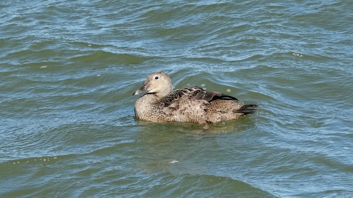 King Eider - ML626224965