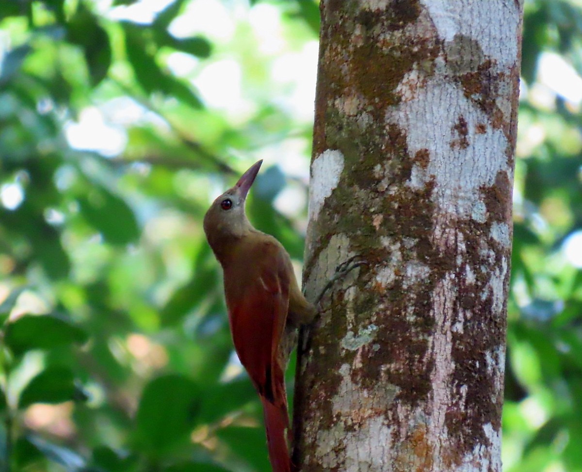Uniform Woodcreeper - ML626224982