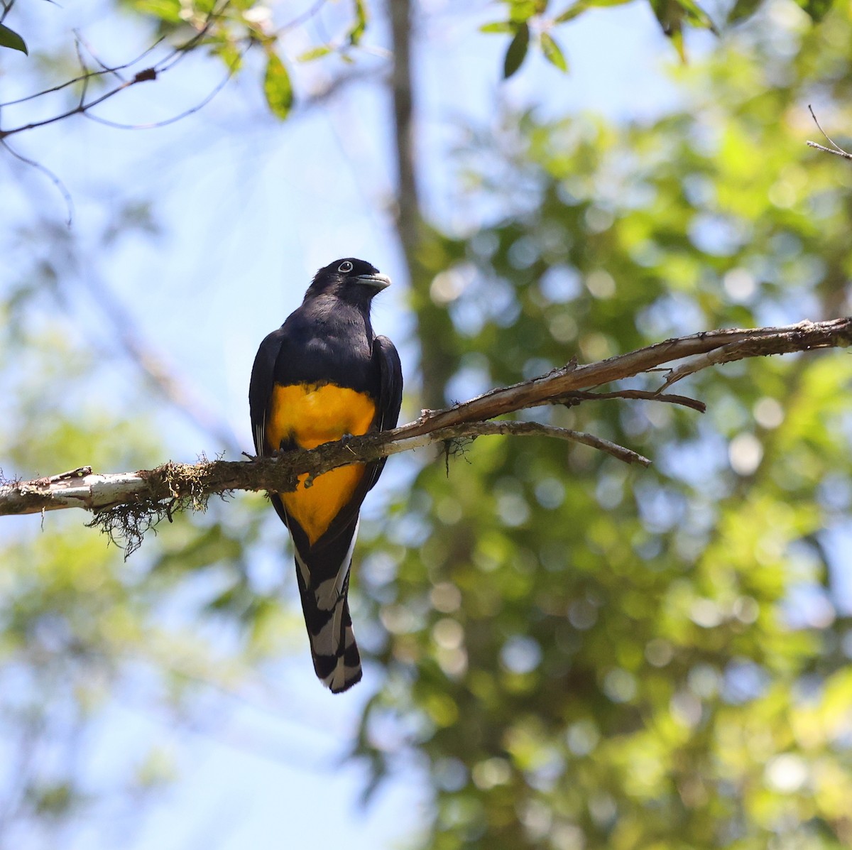 Green-backed Trogon - ML626225125