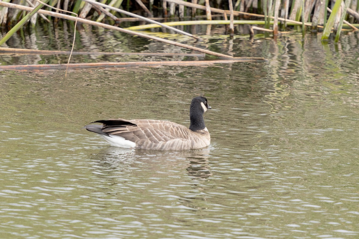 Cackling Goose - ML626225237