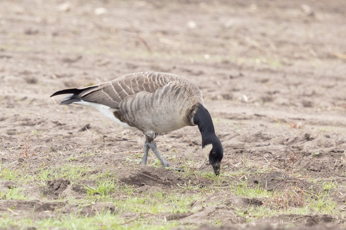 Cackling Goose - ML626225238