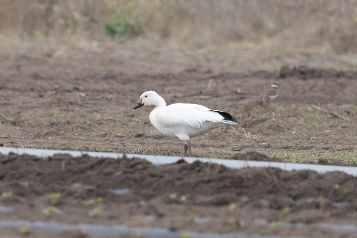 Snow Goose - ML626225250