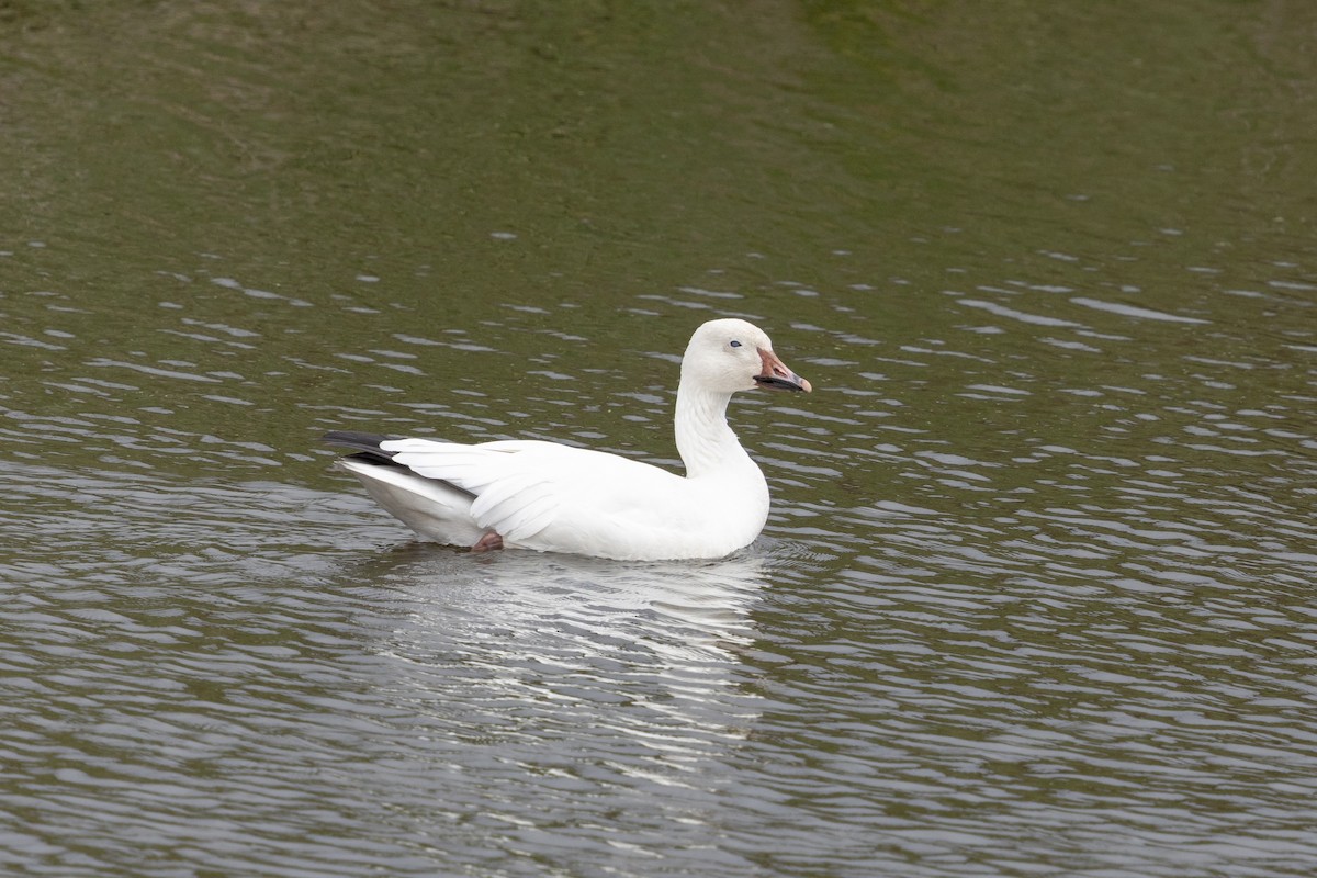 Snow Goose - ML626225251