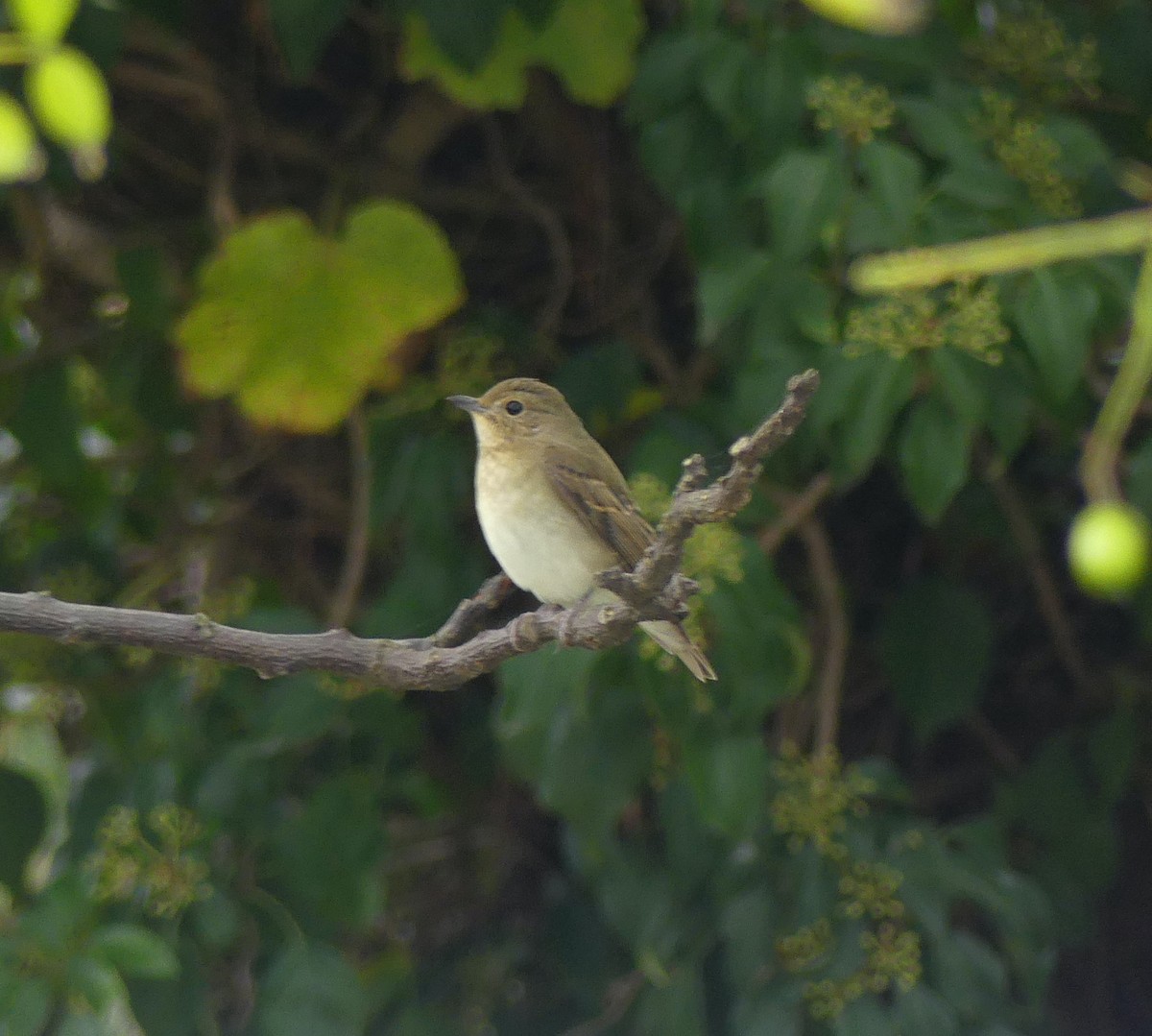 Narcissus Flycatcher - ML626225422