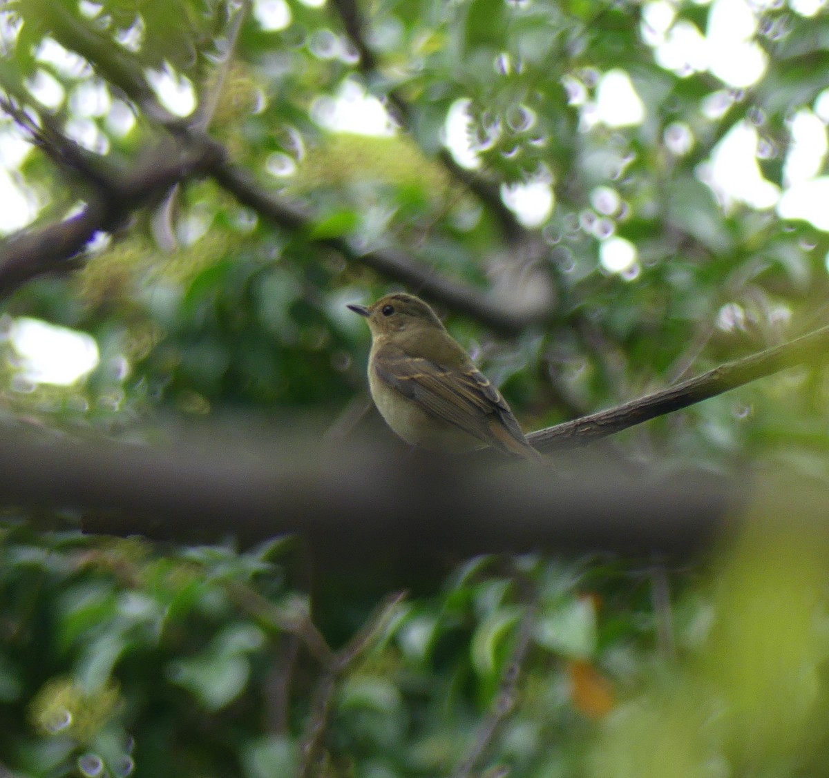 Narcissus Flycatcher - ML626225423