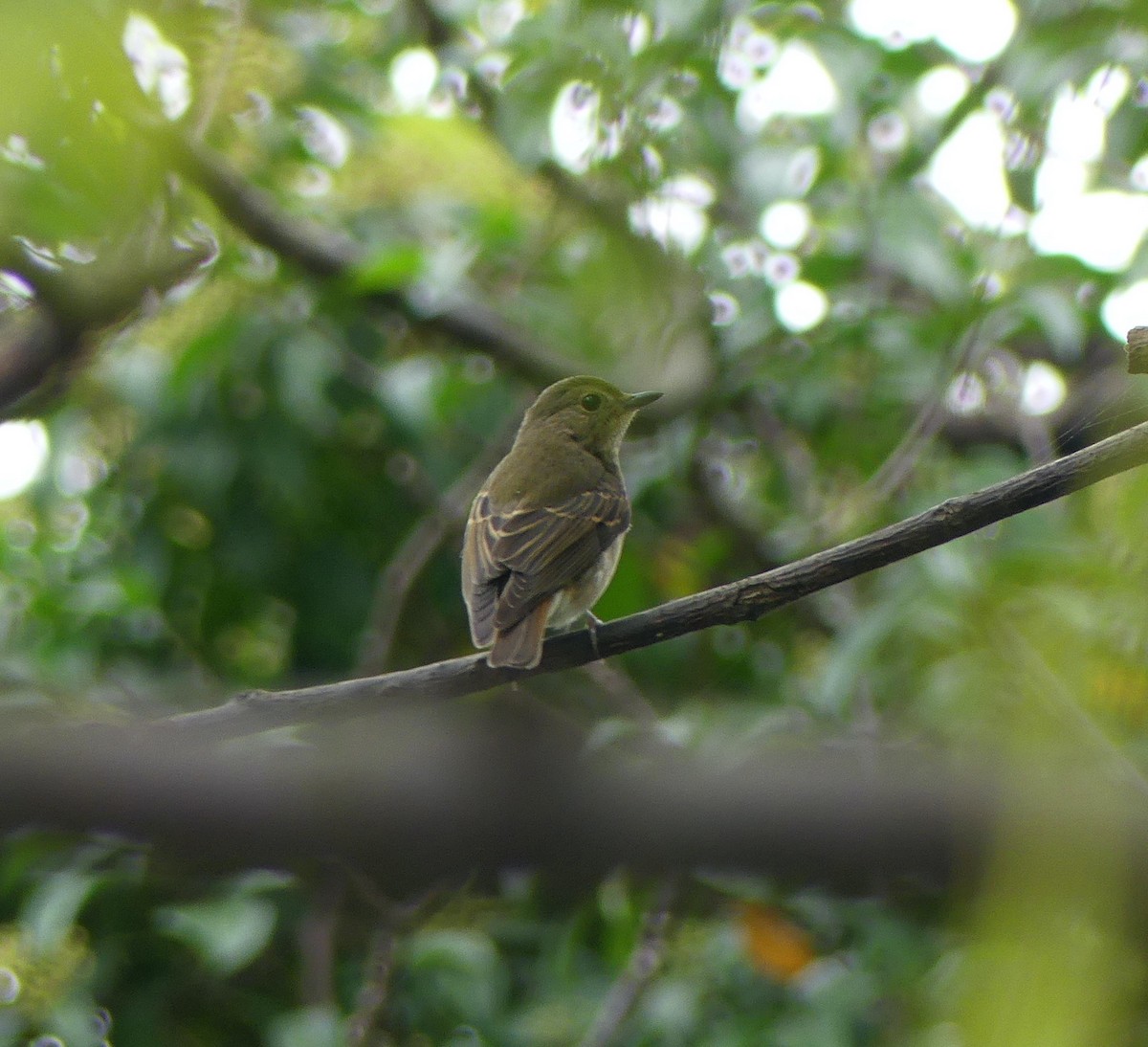 Narcissus Flycatcher - ML626225425