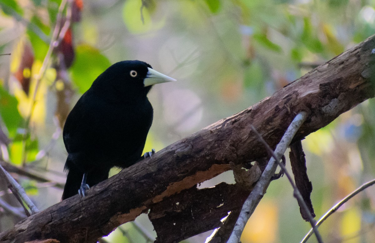 Yellow-billed Cacique - ML626225601