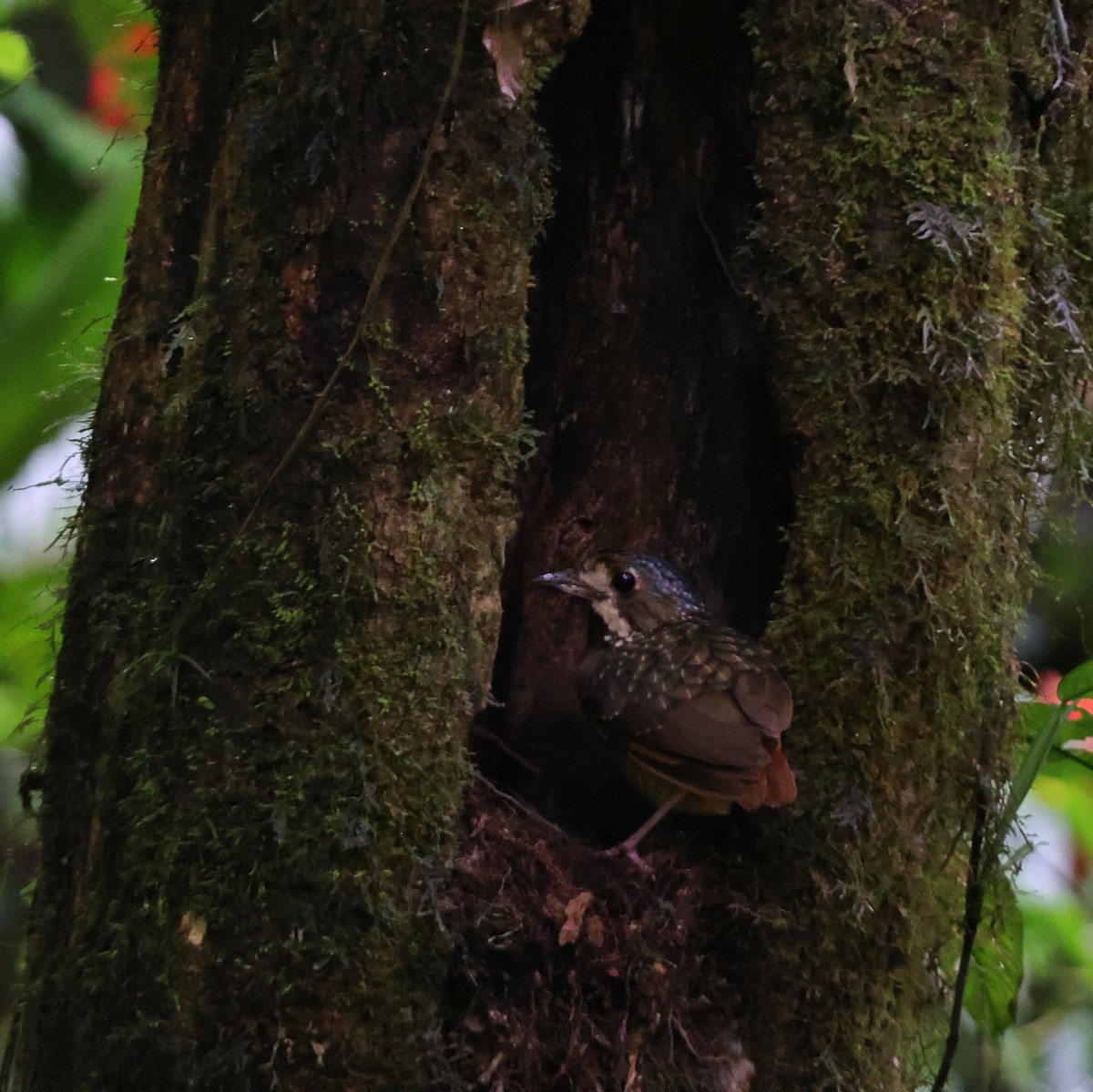 Variegated Antpitta - ML626225603